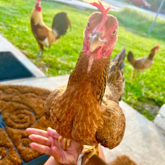 Meet your Posher, Posh - Picture 1 of 1